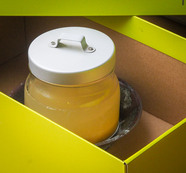 Ginger Beer Plant Wild Yorkshire