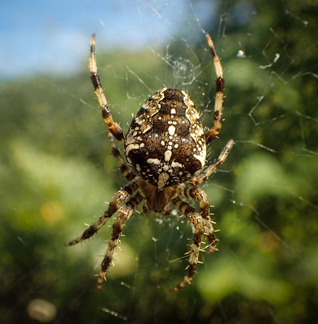 Garden Spider Wild Yorkshire
