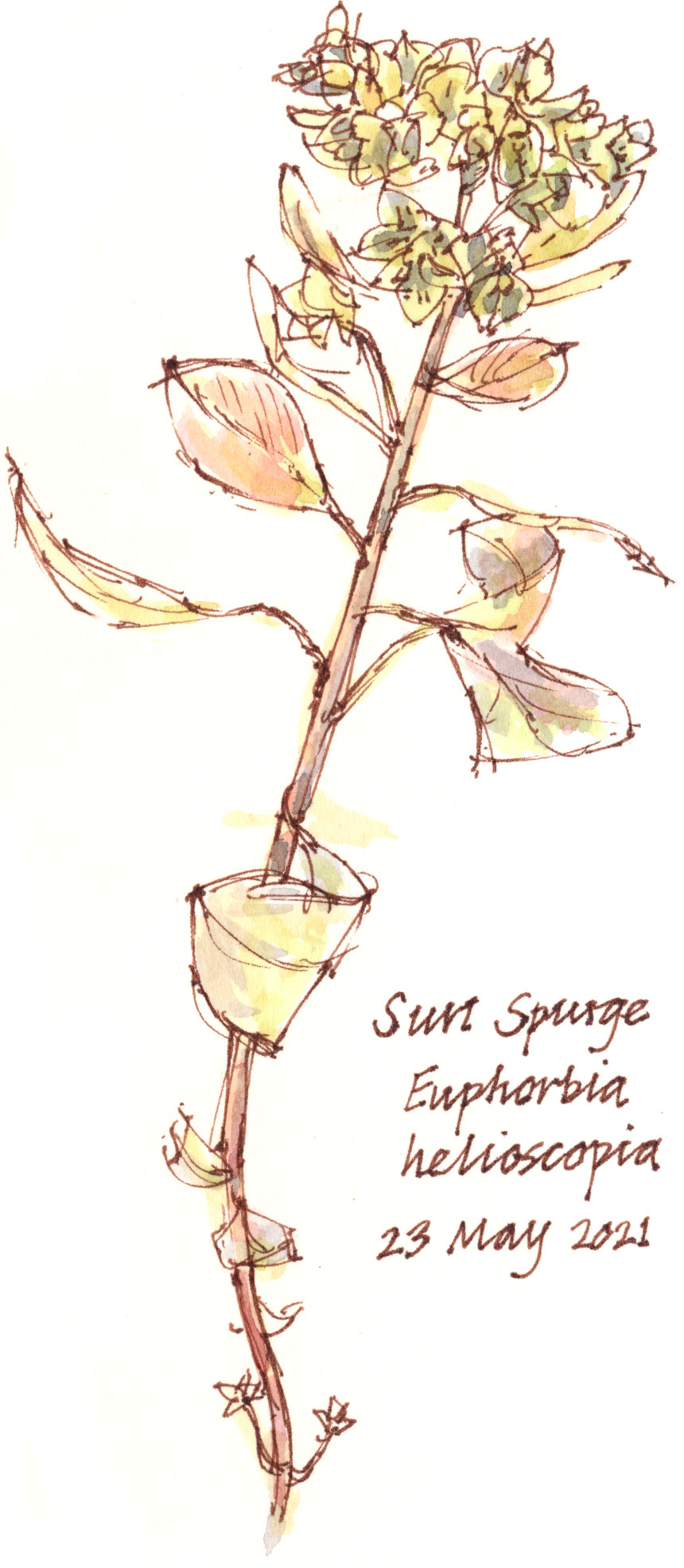 Sun Spurge Wild Yorkshire