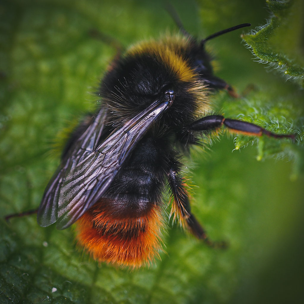 Bumblebee – Yorkshire