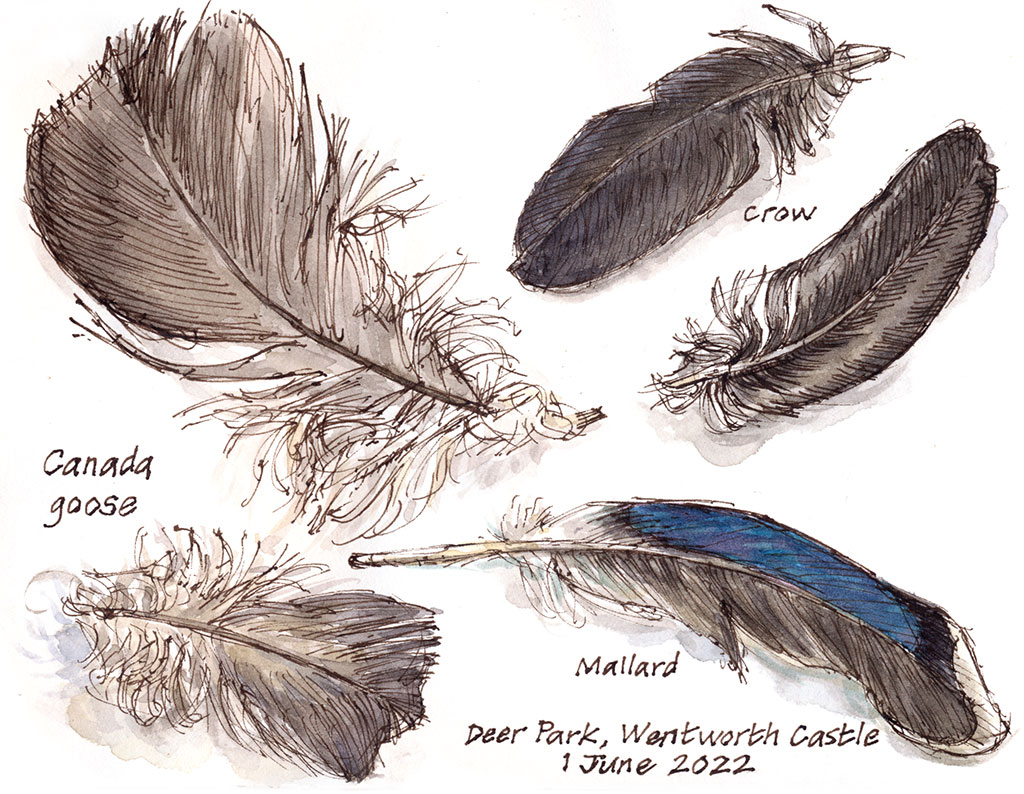 crow feathers drawing