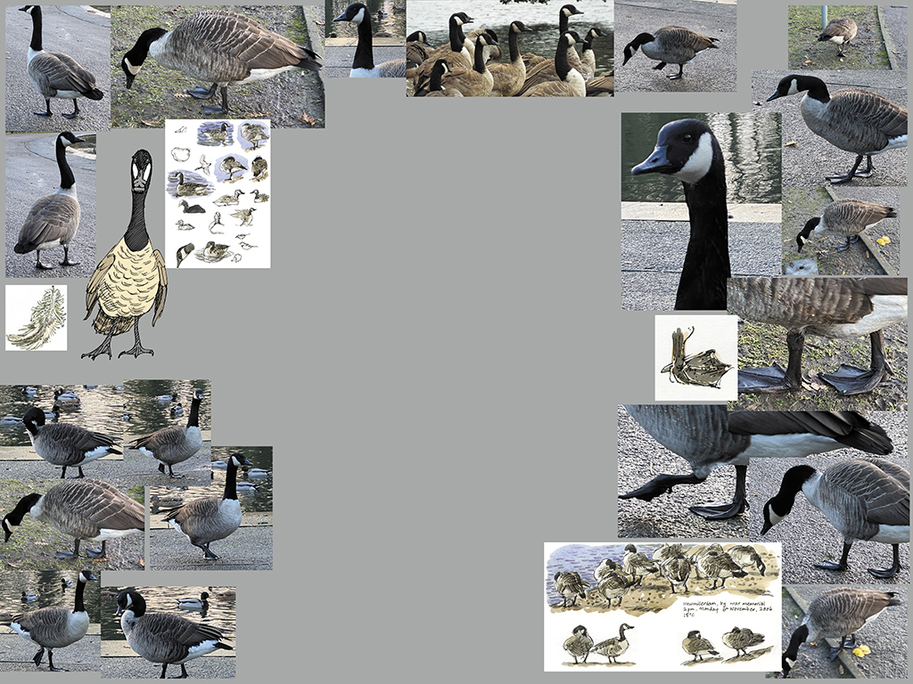 Canada Goose Identification, Life History, Habitat, and More